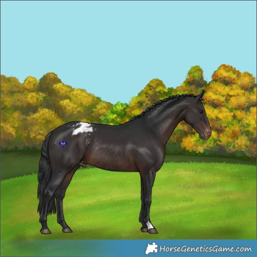 Horse Color:Brown Appaloosa Rabicano 
