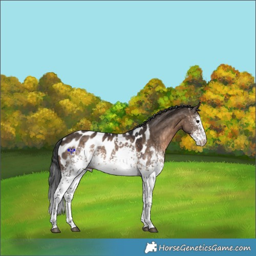 Horse Color:White Spotted Brown Dun Appaloosa 