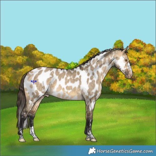Horse Color:White Spotted Buckskin Dun Appaloosa Brindle 