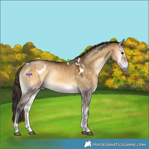 Horse Color:White Spotted Buckskin Onyx 