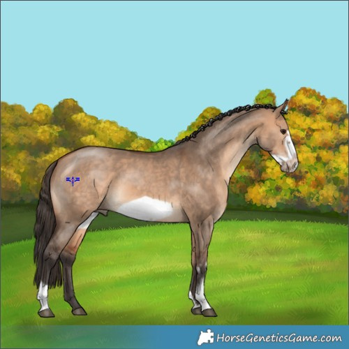 Horse Color:Bay Dun Sabino Frame 