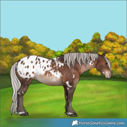 Horse Color:White Spotted Silver Brown Blanket 