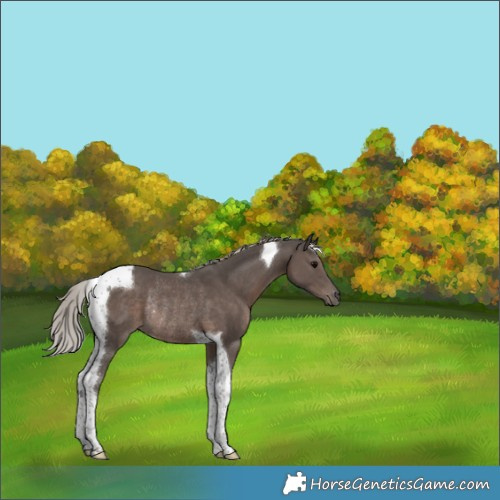 Horse Color:Silver Black Tobiano Rabicano 