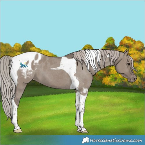 Horse Color:Silver Grullo Tobiano Blanket 