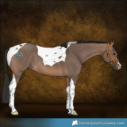 Horse Color:Bay Dun Tobiano 