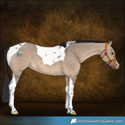 Horse Color:Bay Dun Tobiano 
