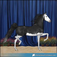Horse Color:Gray Smoky Black Splash