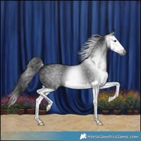 Horse Color:Gray Smoky Black Splash 
