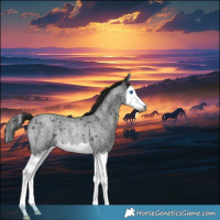 Horse Color:Gray Smoky Blue Roan Splash Rabicano