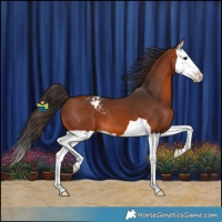Horse Color:Bay Splash Appaloosa 
