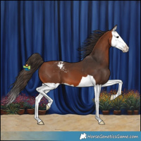 Horse Color:Bay Splash Appaloosa 