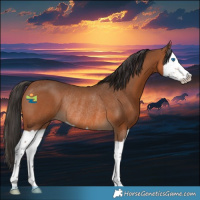 Horse Color:Bay Splash Rabicano