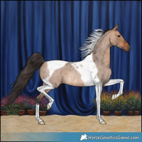 Horse Color:Bay Roan Dun Tobiano Rabicano 