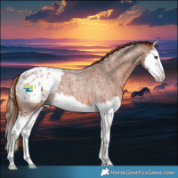 Horse Color:Red Roan Splash Appaloosa 