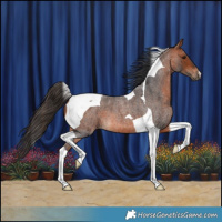 Horse Color:Bay Roan Tobiano