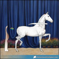 Horse Color:Red Roan Splash Tobiano Appaloosa 