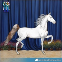 Horse Color:Red Roan Splash Tobiano Near Leopard 