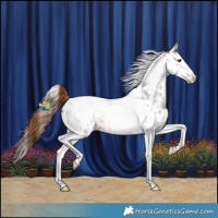 Horse Color:Red Roan Splash Tobiano Appaloosa