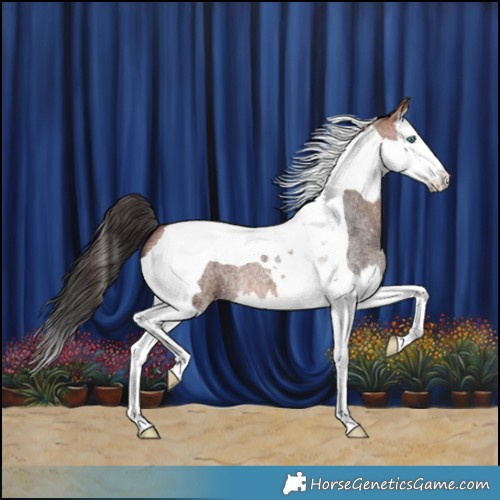 Horse Color:Bay Roan Splash Tobiano 