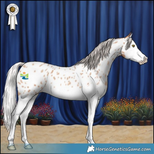 Horse Color:Silver Sable Champagne Splash Near Leopard 