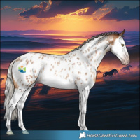 Horse Color:Gray Silver Amber Champagne Roan Splash Appaloosa 