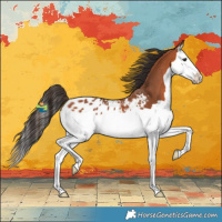 Horse Color:Bay Splash Appaloosa 