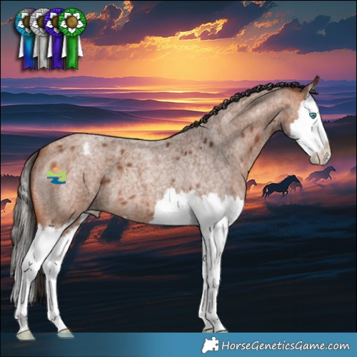 Horse Color:Bay Roan Splash Appaloosa 