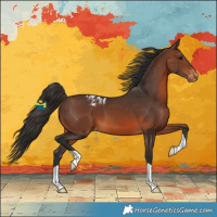 Horse Color:Brown Appaloosa 