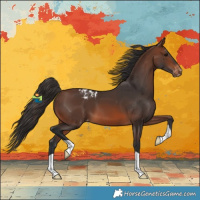 Horse Color:Brown Appaloosa