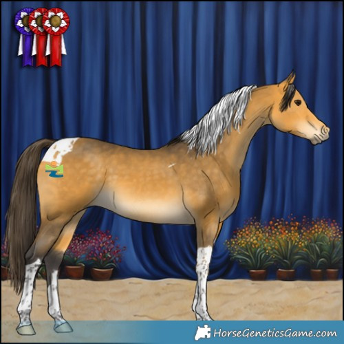 Horse Color:Buckskin Tobiano 