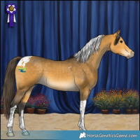 Horse Color:Buckskin Tobiano