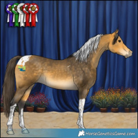 Horse Color:Buckskin Tobiano 