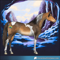 Horse Color:Buckskin Tobiano 