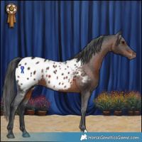 Horse Color:Brown Appaloosa 