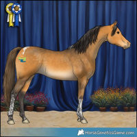 Horse Color:Buckskin Tobiano