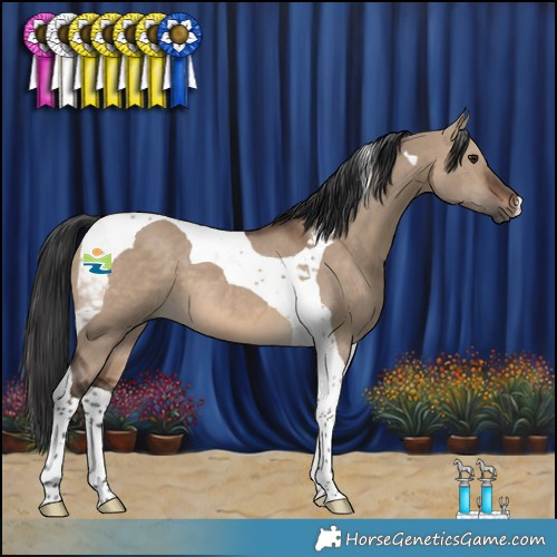 Horse Color:Brown Dun Tobiano 