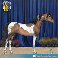 Horse Color:Brown Dun Tobiano 
