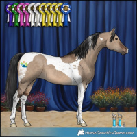 Horse Color:Brown Dun Tobiano 