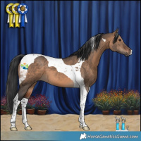 Horse Color:Brown Dun Tobiano 