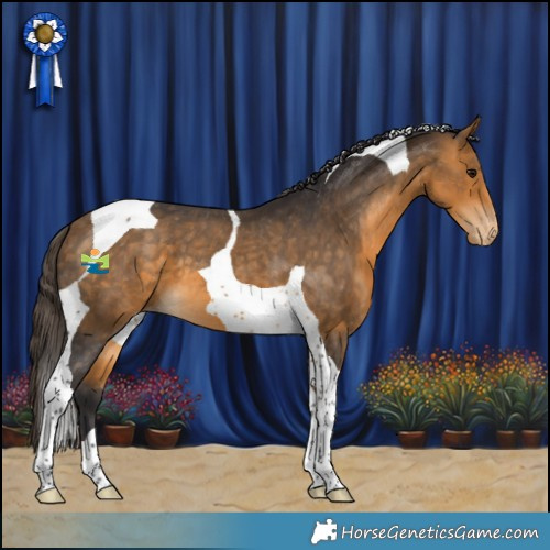 Horse Color:Buckskin Tobiano Appaloosa 