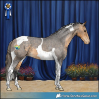 Horse Color:Buckskin Tobiano Varnish 