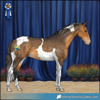 Horse Color:Buckskin Tobiano Appaloosa 