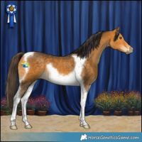 Horse Color:Buckskin Tobiano