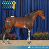 Horse Color:Bay Tobiano 
