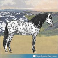Horse Color:Blue Roan Near Leopard 