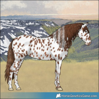 Horse Color:Chestnut Appaloosa 