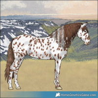 Horse Color:Chestnut Appaloosa