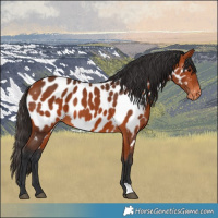 Horse Color:Bay Appaloosa