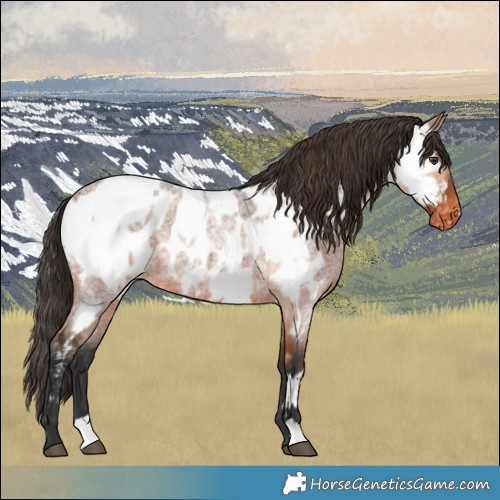 Horse Color:Bay Dun Appaloosa  and Bay Roan Appaloosa 