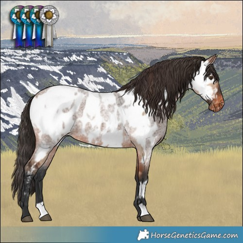 Horse Color:Bay Dun Near Fewspot  and Bay Roan Near Leopard 